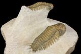 Two Beautiful Crotalocephalina Trilobites - Atchana, Morocco #146612-13